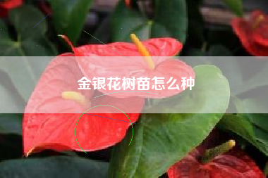 金银花树苗怎么种