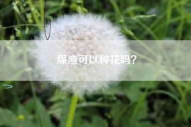 煤渣可以种花吗？