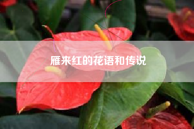 雁来红的花语和传说