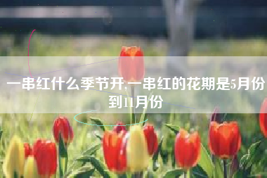 一串红什么季节开,一串红的花期是5月份到11月份