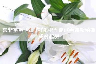 东非冕鹤 乌干达的国鸟 能歌善舞繁殖期成对起舞