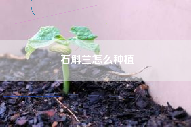 石斛兰怎么种植