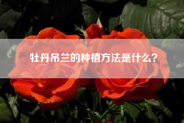 牡丹吊兰的种植方法是什么？