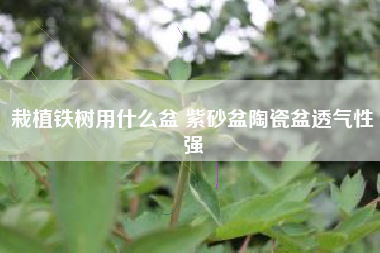 栽植铁树用什么盆 紫砂盆陶瓷盆透气性强