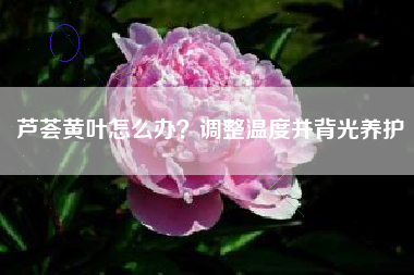 芦荟黄叶怎么办？调整温度并背光养护