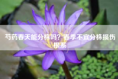 芍药春天能分株吗？春季不宜分株损伤根系