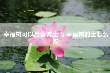 指甲花叶子发黄怎么办？四个方法让其叶子重归翠绿