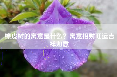 橡皮树的寓意是什么？寓意招财旺运吉祥如意