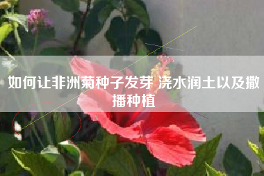 如何让非洲菊种子发芽 浇水润土以及撒播种植