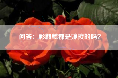 问答：彩麒麟都是嫁接的吗？