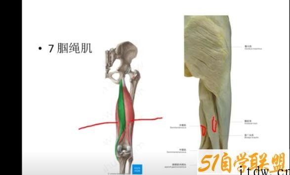 张振听视频零力度正骨九龙文档正骨整脊中医整复基础关节基础教授