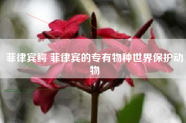 菲律宾鳄 菲律宾的专有物种世界保护动物