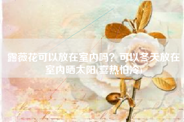 露薇花可以放在室内吗？可以冬天放在室内晒太阳(喜热怕冷)