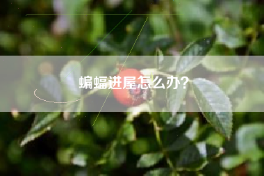 蝙蝠进屋怎么办？