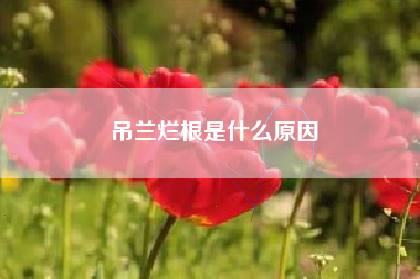 吊兰烂根是什么原因