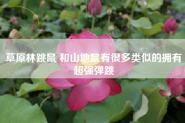 草原林跳鼠 和山地鼠有很多类似的拥有超强弹跳