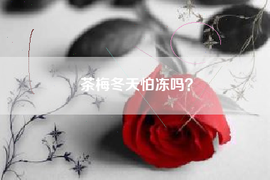 茶梅冬天怕冻吗？