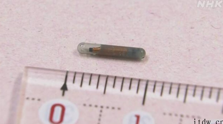 日本新法规定商家必须给猫狗植入芯片