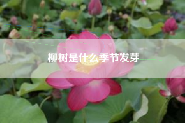 柳树是什么季节发芽