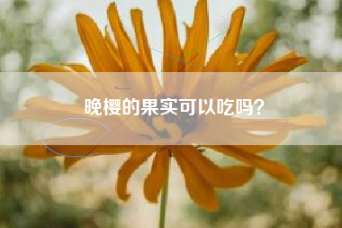 晚樱的果实可以吃吗？