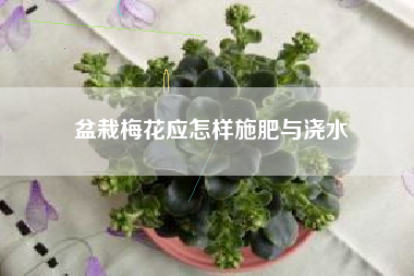 盆栽梅花应怎样施肥与浇水