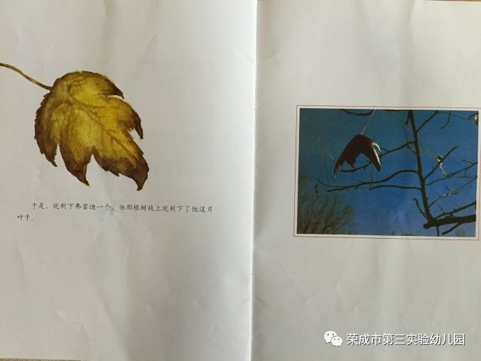 生命教育绘本故事一片叶子落下来
