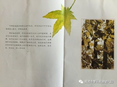 生命教育绘本故事一片叶子落下来