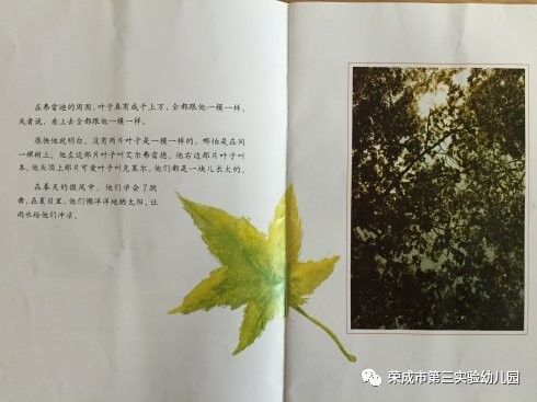 生命教育绘本故事一片叶子落下来