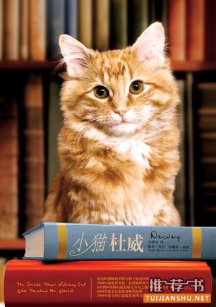 关于猫的书有哪些?喵星人的世界你不懂