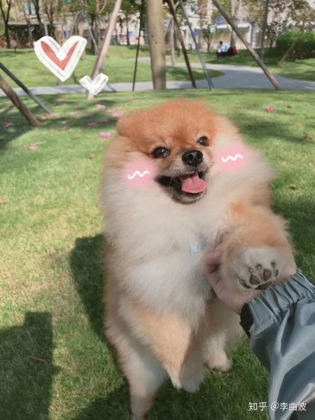 幼犬不吃饭精神不好怎么办