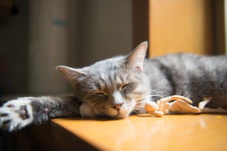 猫咪不能吃的十种食物（猫咪不能吃的十种食物图片）