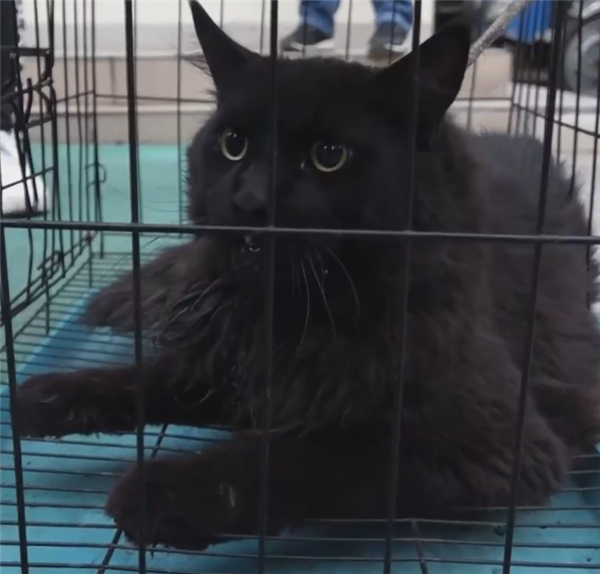 缅因猫因太胖被误当猞猁 送到保护站：网友赋诗一首