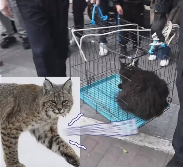 缅因猫因太胖被误当猞猁 送到保护站：网友赋诗一首
