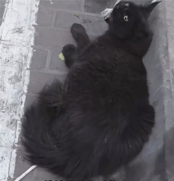 缅因猫因太胖被误当猞猁 送到保护站：网友赋诗一首