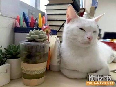 推荐几本有关猫的书 | 萌猫出没,请注意