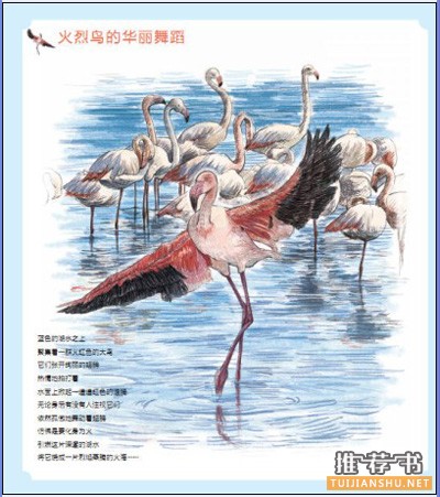 彩铅书籍推荐,各阶段彩铅学习书籍介绍与心得