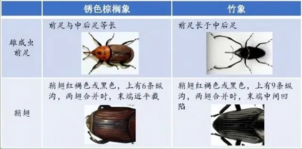 2.5万越南盾1只！越南顶级美食却是生态杀手 严重威胁我国