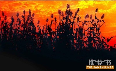 莫言小说作品《红高梁》简介推荐理由_红高梁读后感