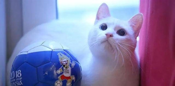 又猜中了！熊猫真是本届世界杯的大预言家