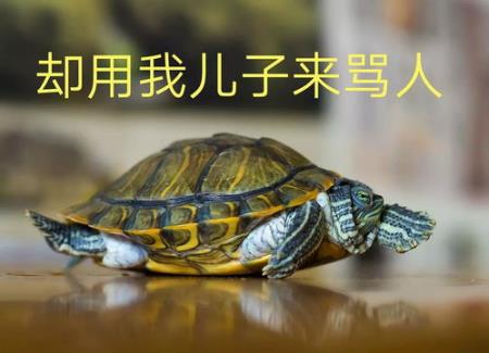 乌龟怪脾气（乌龟怪脾气中班教案）