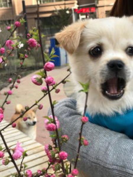 幼犬咬手咬脚怎么训练（幼犬咬手咬脚怎么训练视频）