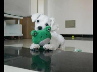 幼犬喜欢什么样的玩具（幼犬喜欢什么样的玩具呢）