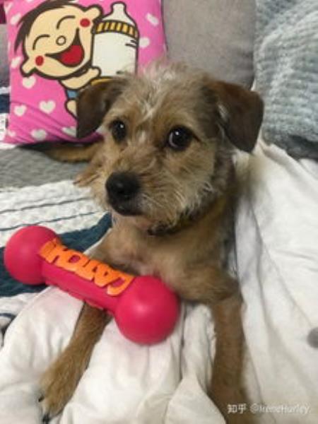 幼犬玩具推荐（幼犬玩具推荐品牌）