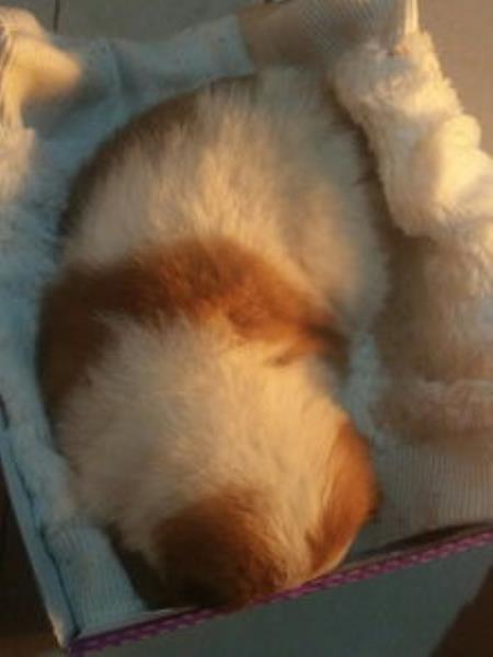 幼犬突然呕吐是怎么回事（幼犬突然呕吐是怎么回事儿）