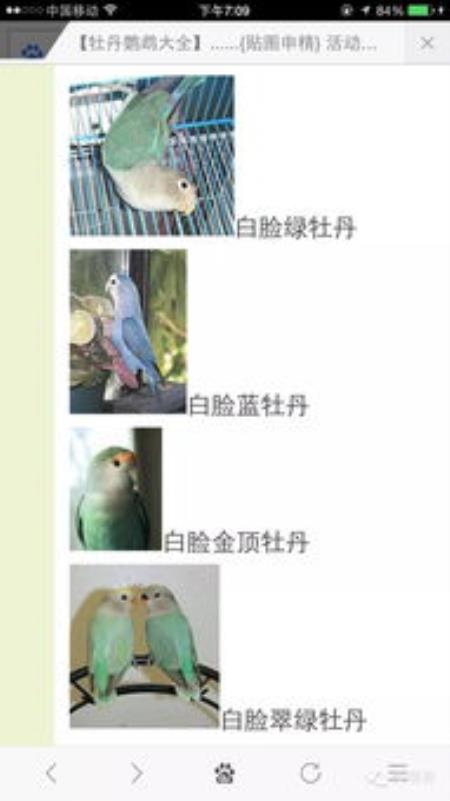 怎么养鹦鹉基本常识（怎么养鹦鹉鱼）