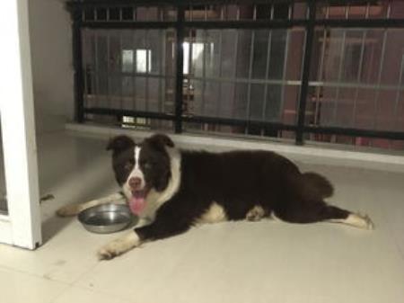 教狗狗在坐便上厕所（教狗狗在坐便上厕所视频）