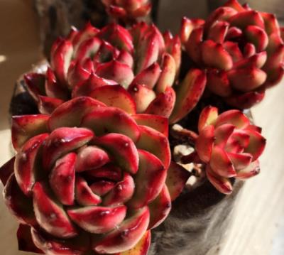 新手如何养多肉,新手养多肉