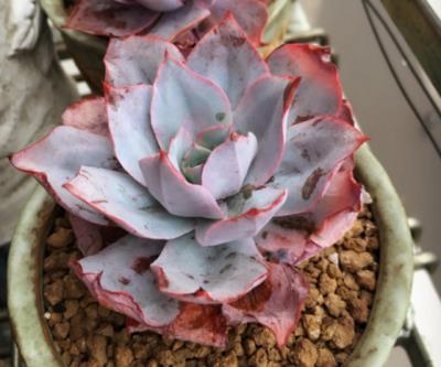 新手如何养多肉,新手养多肉