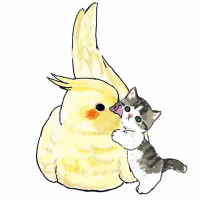 治愈猫咪头像,治愈系猫咪头像