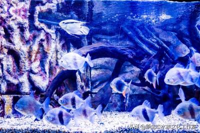 海水鱼怎么养,养观赏鱼海水鱼原生鱼得小总结